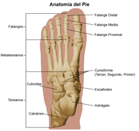 Anatomía del pie