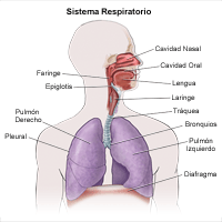 Sistema respiratorio